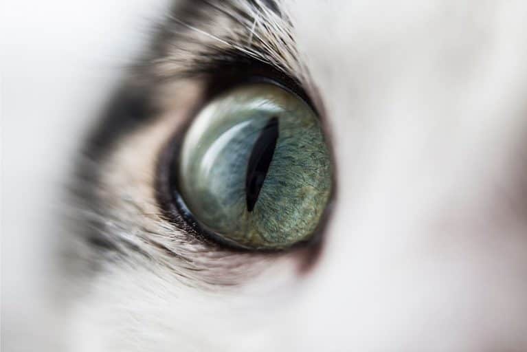 Do Cats Have Eyelashes The Ultimate Guide For Cats Owners