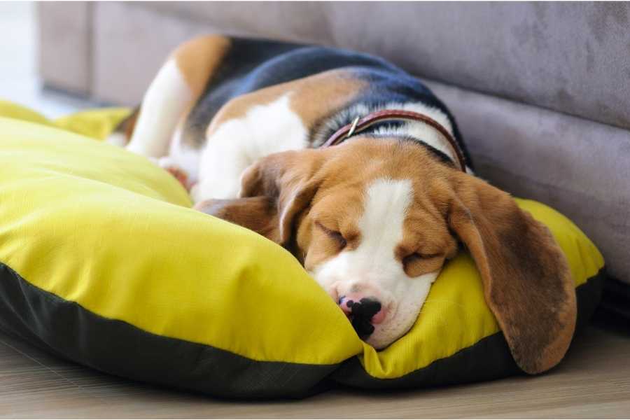 Dog sleeps in his waterproof bed