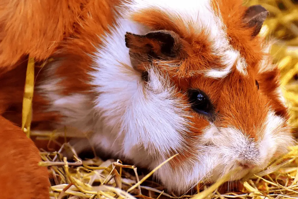 How to take care of a guinea pig