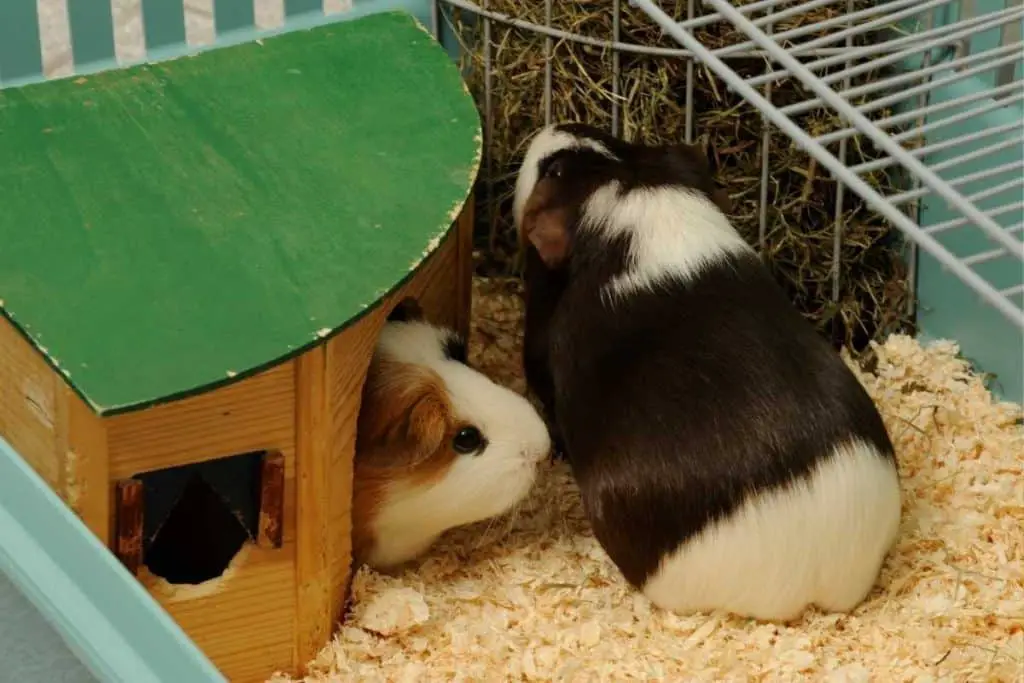 Guinea pig eats hay