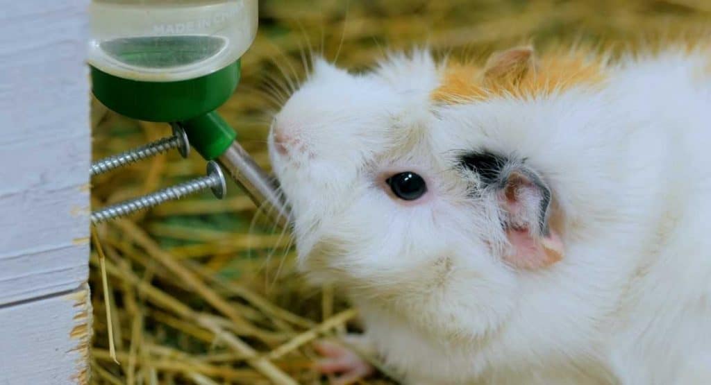 Guinea pig drinks water.