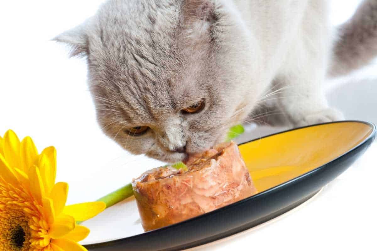 The 6 Best Cat Food For Older Cats That Vomit 2024