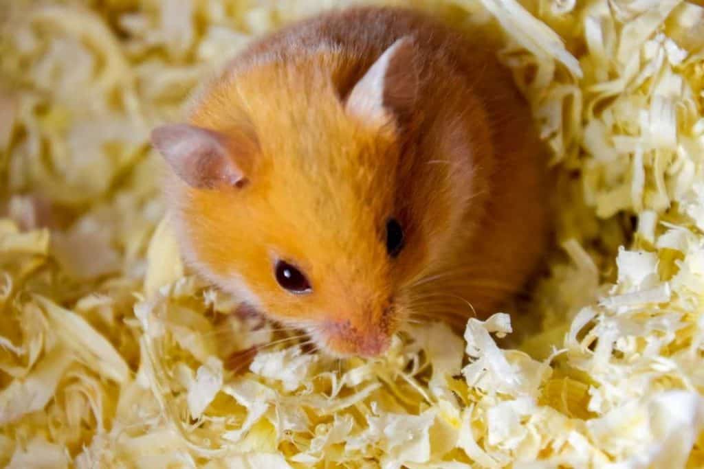 best bedding for hamster