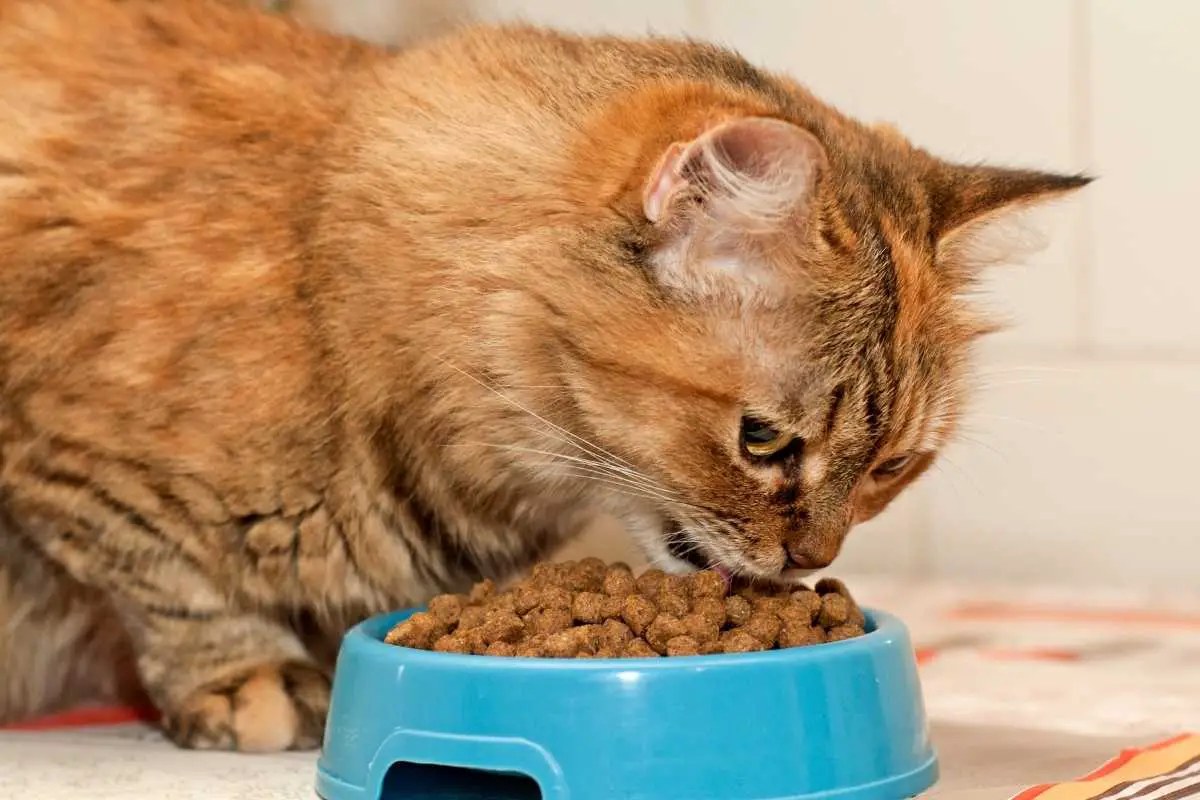 What Is The Top 5 Soft Dry Cat Food For Seniors