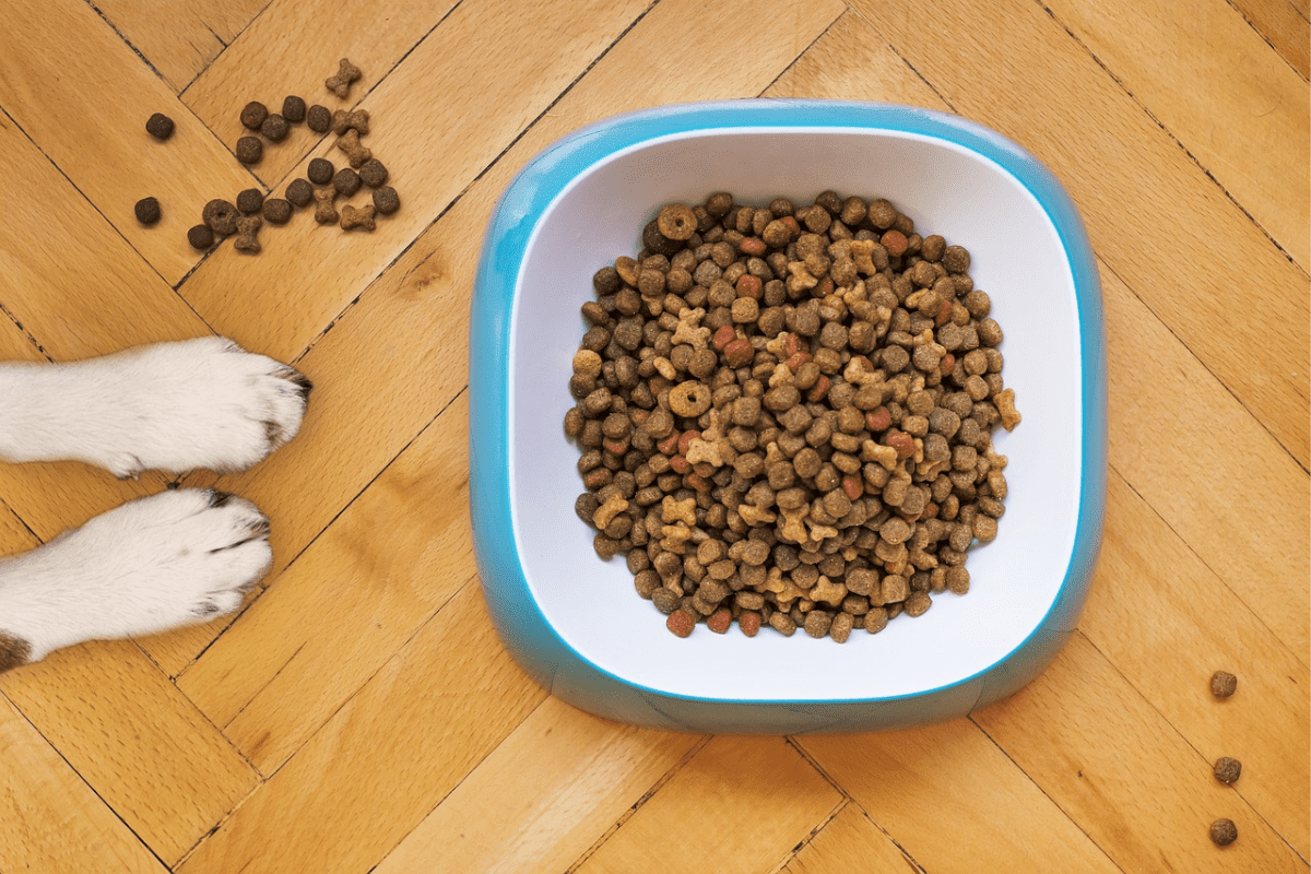 Labradoodle puppy food