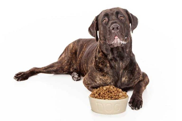 what-is-the-best-dog-food-for-cane-corso