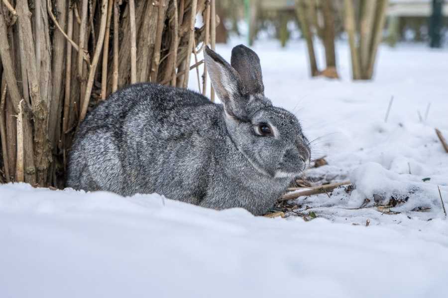 Chinchilla Rabbit