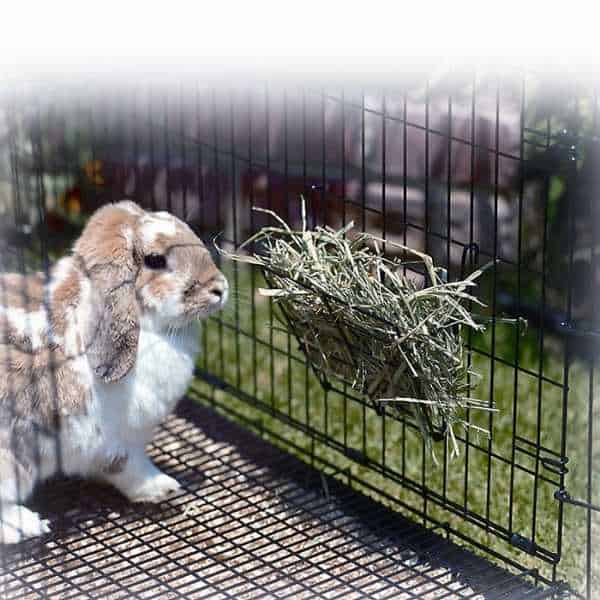 Guinea Pig Hay Feeder - Which Is The Best For Your Pet?