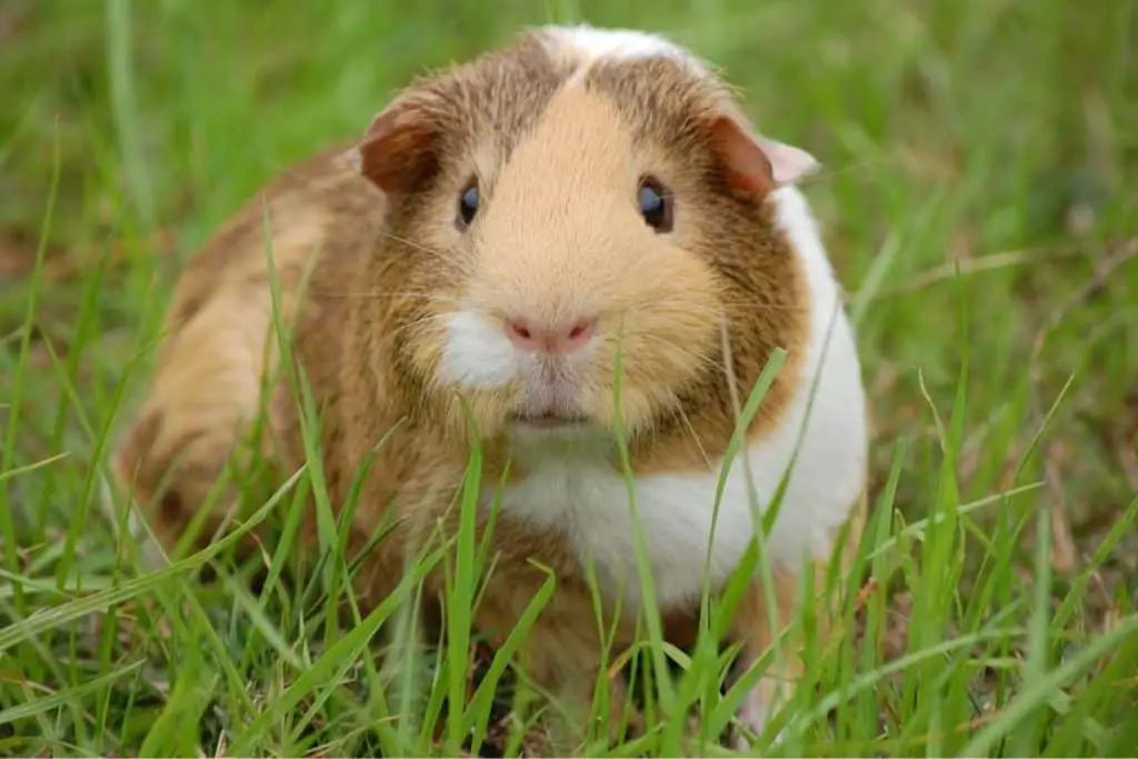 Guinea pig in yard