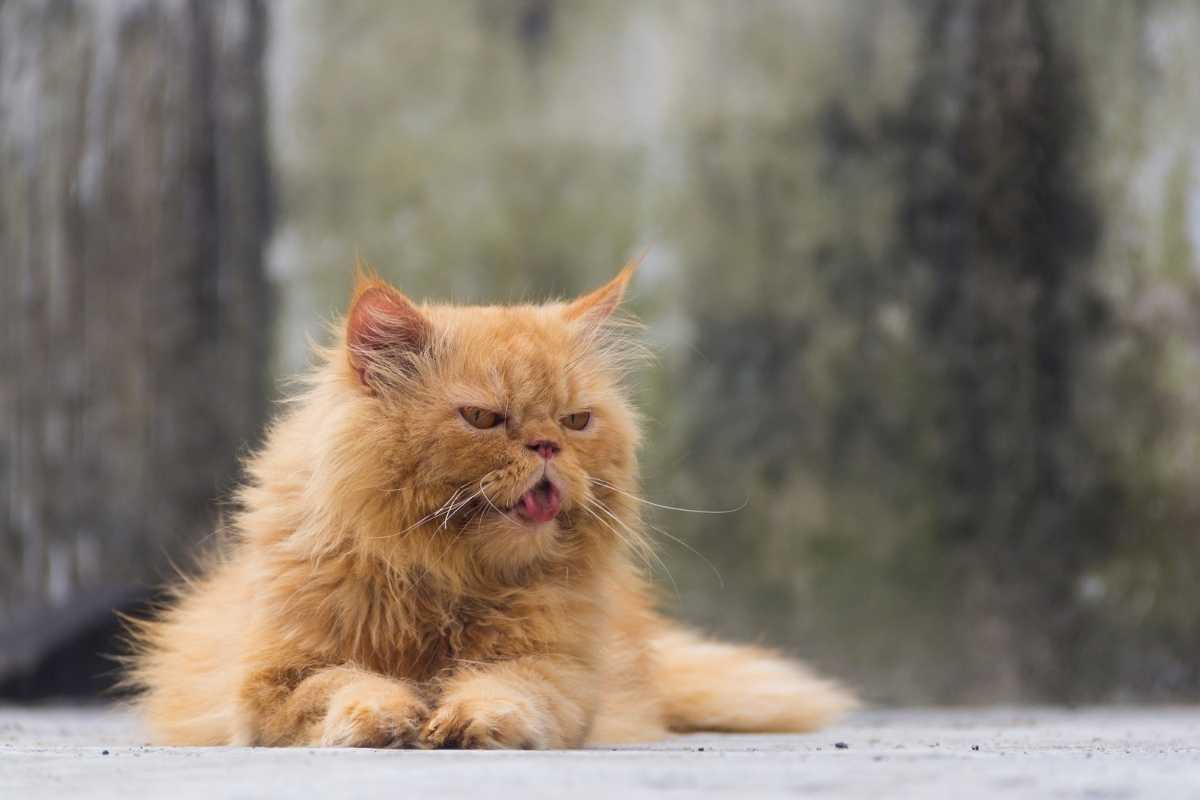 Cat Coughing - What Causes And How To Help Your Cat