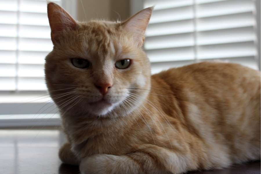 cat loaf 1