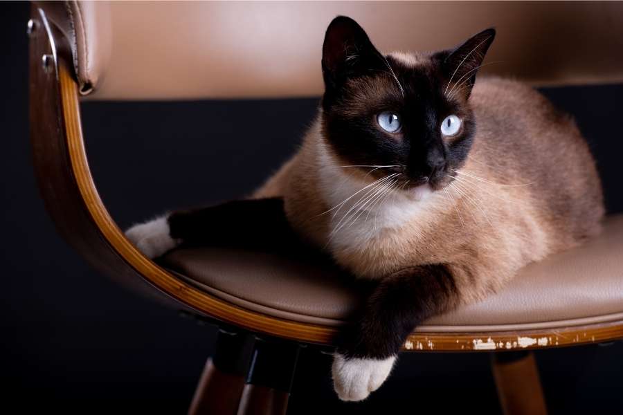 siamese cat laying down