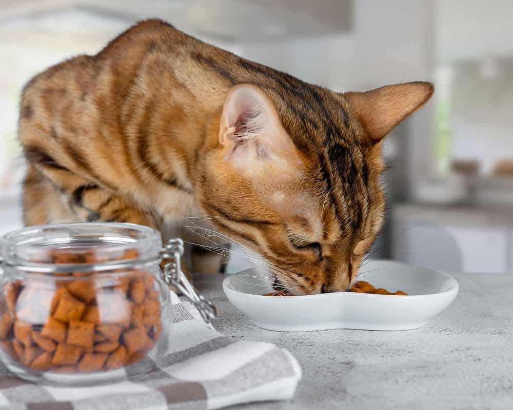 what do bengal cats eat