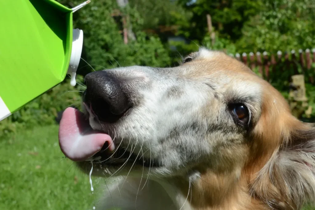 can dogs drink oat milk