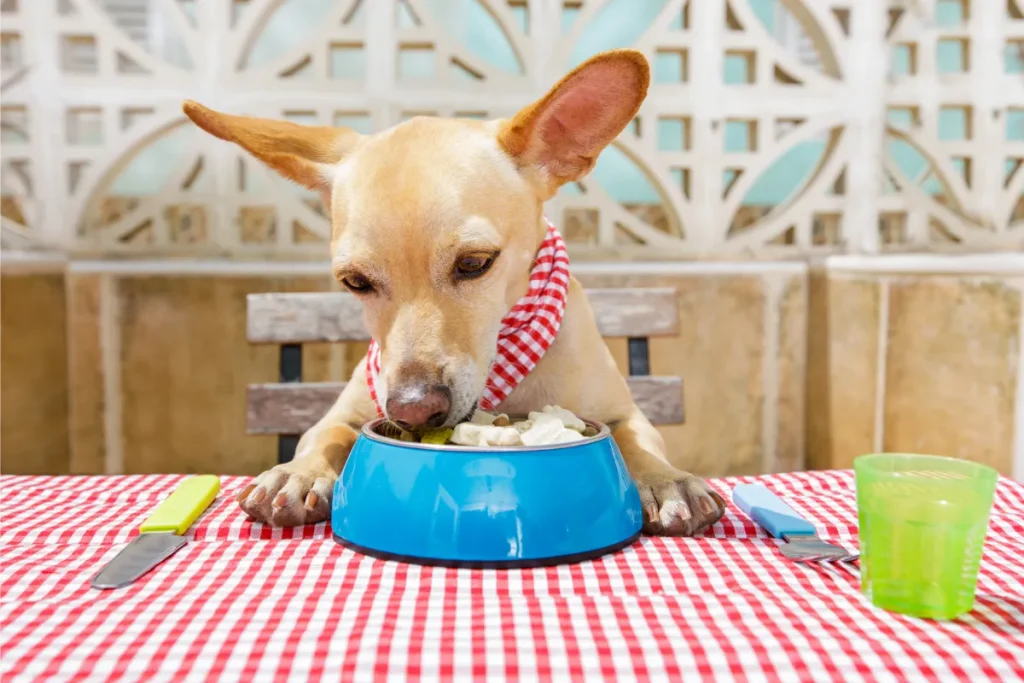 can dogs eat feta cheese