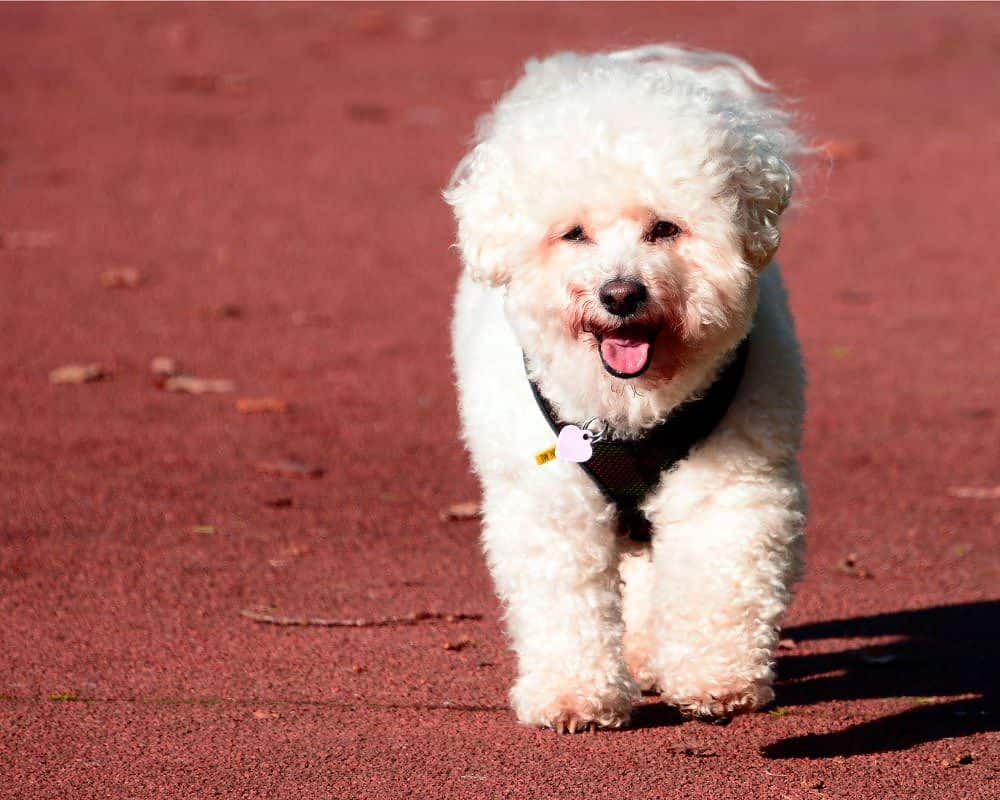 poodle service dog