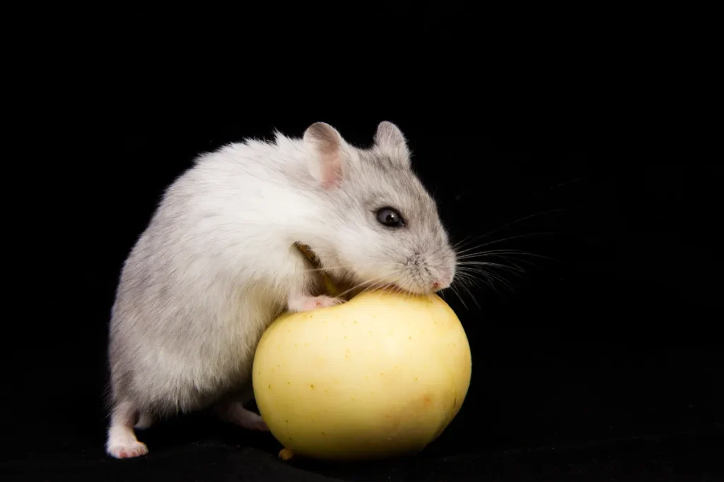 can hamsters eat apples