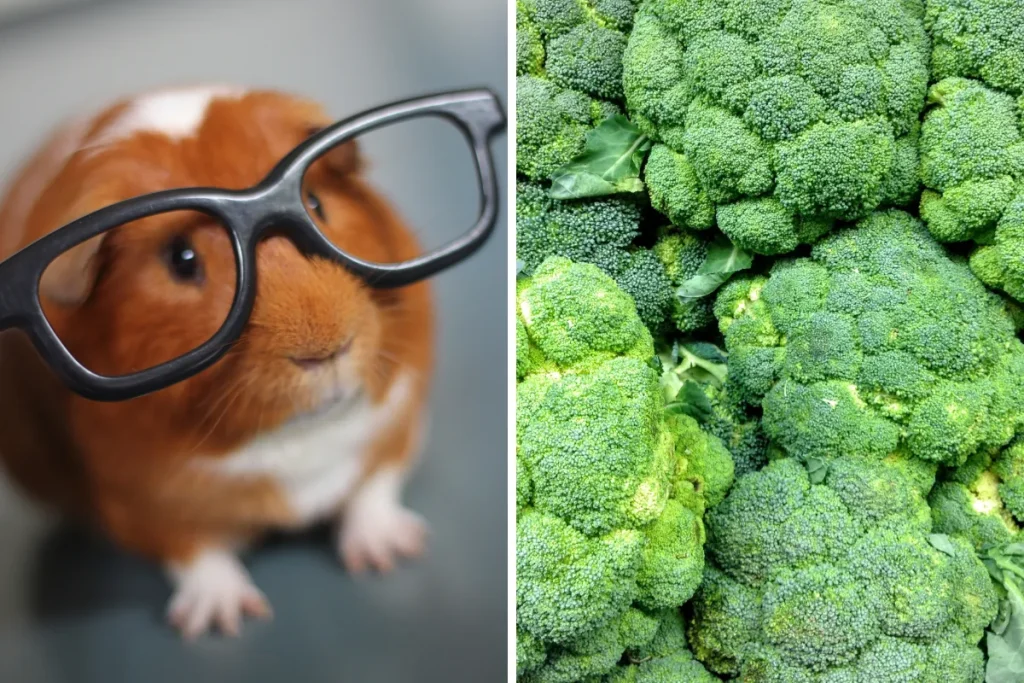 can guinea pigs eat broccoli