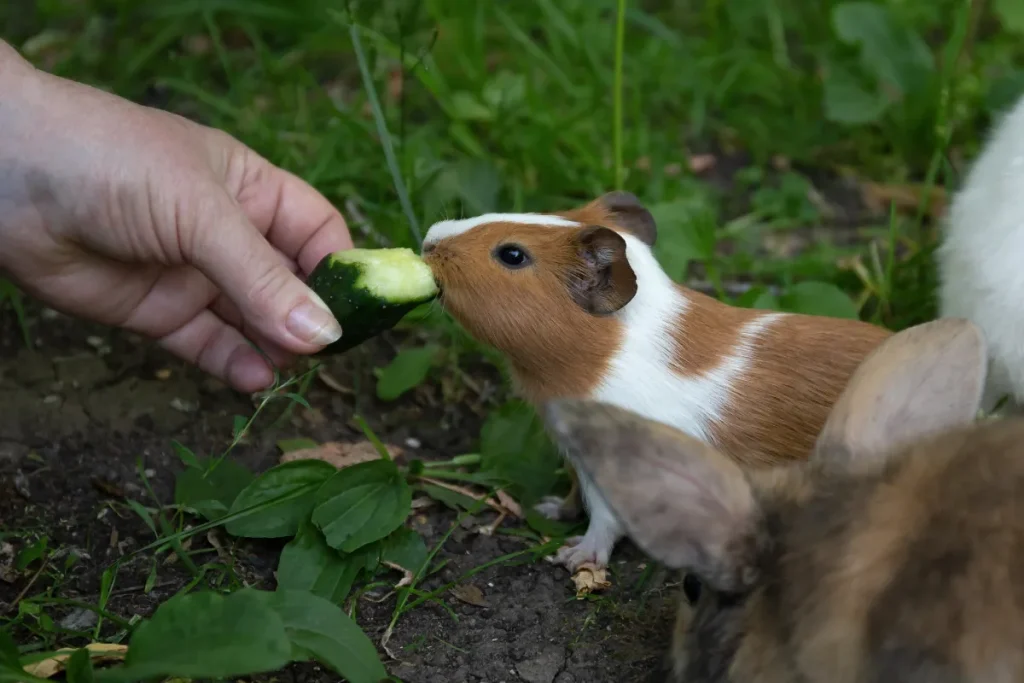 can guinea pigs eat cucumber