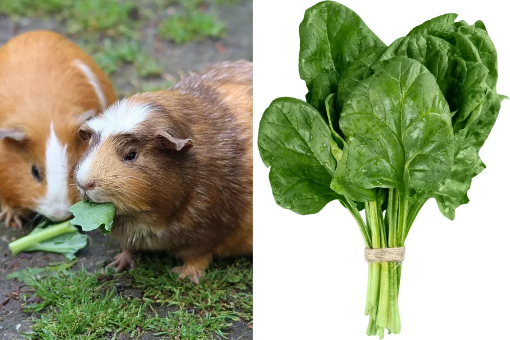 can guinea pigs eat spinach