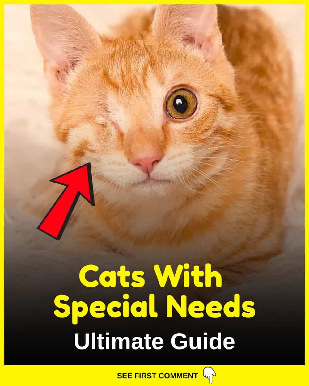 Picture of Cats With Special Needs - Ultimate Guide