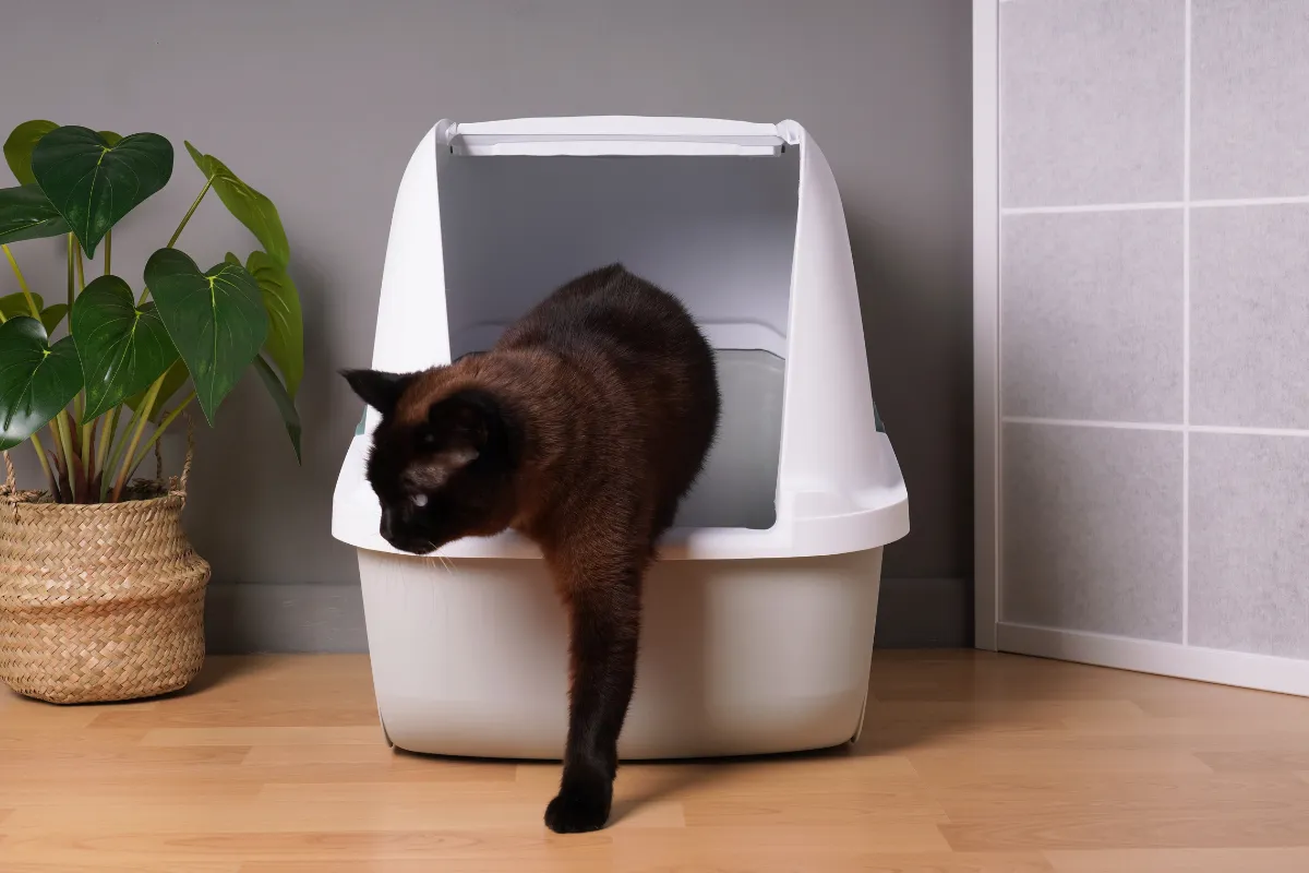 litter boxes for senior cats