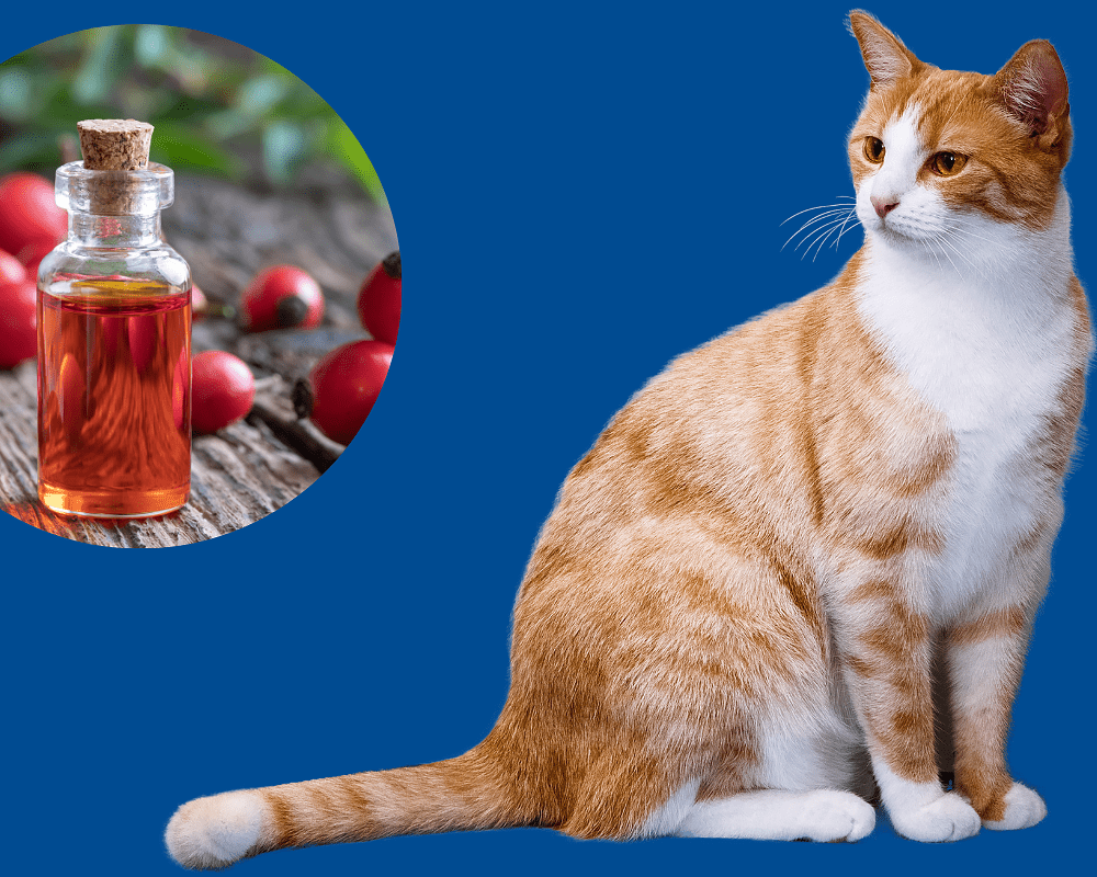 is rosehip oil safe for cats