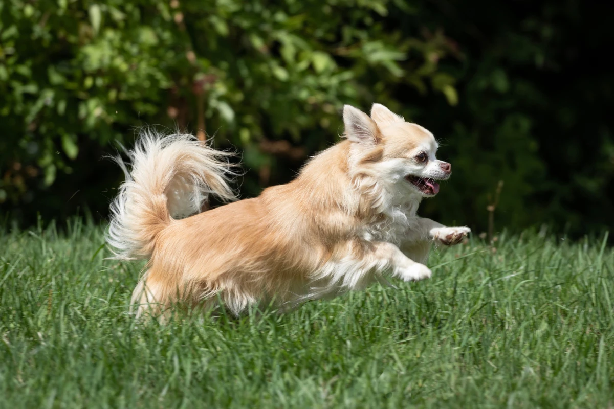 long haired chihuahua