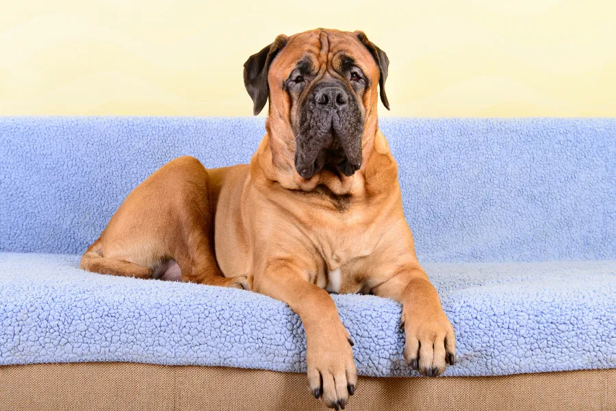 bullmastiff