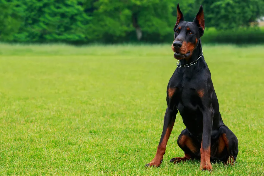 doberman pinscher