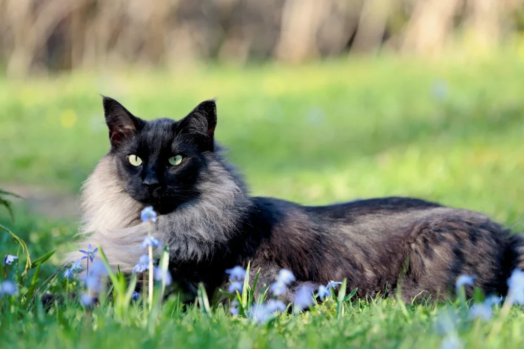 black smoke cats