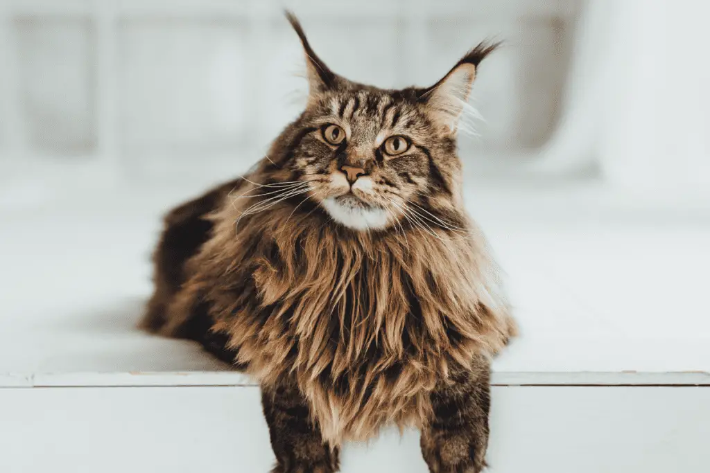 maine coon size chart