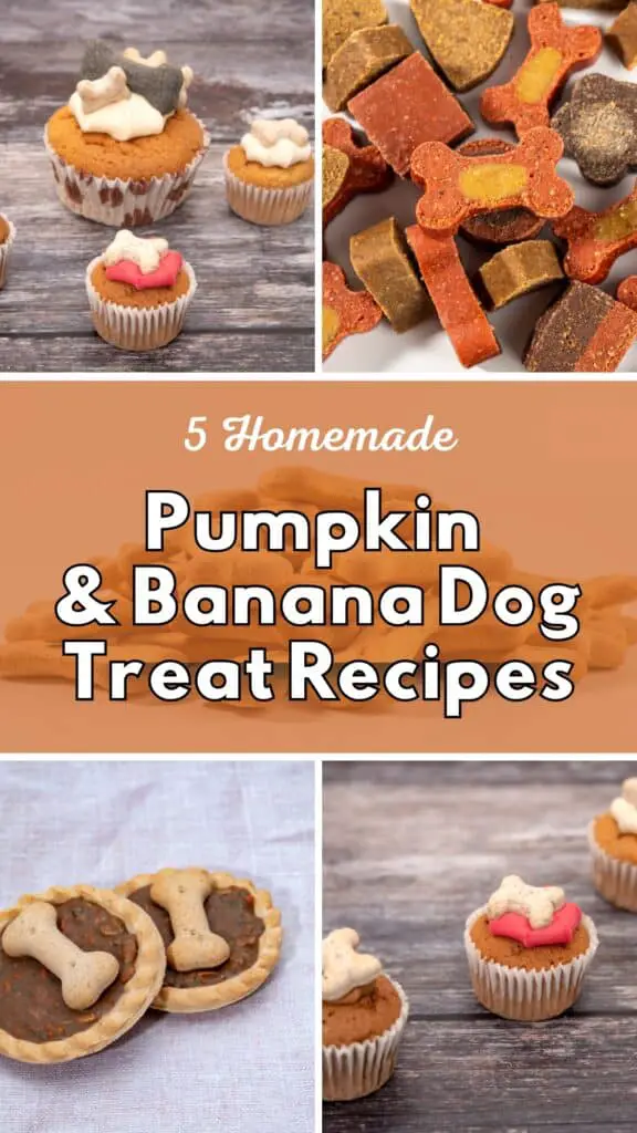 5 homemade pumpkin & banana dog treat recipes