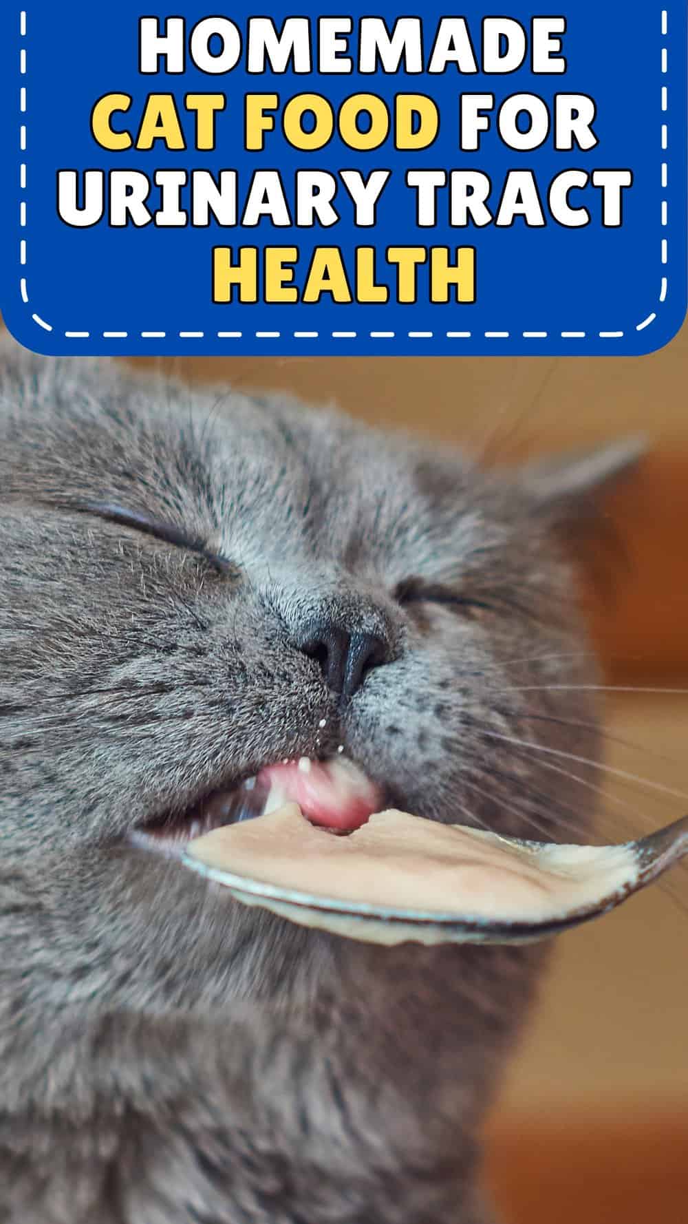 Stunning Cat Urinary Tract Infection Prevention With Food image