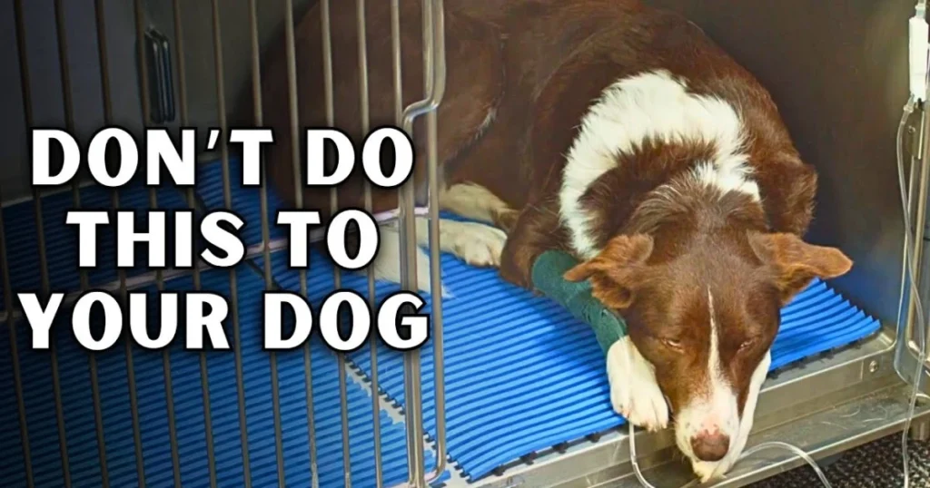 Don’t Leave Your Dog Die Alone