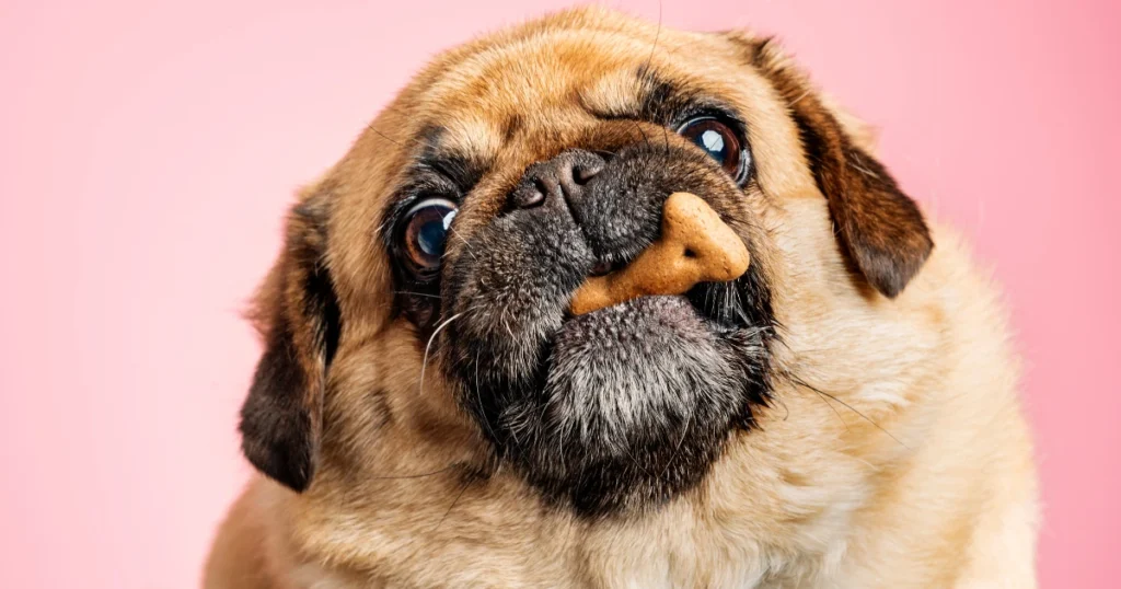 homemade high value dog treats