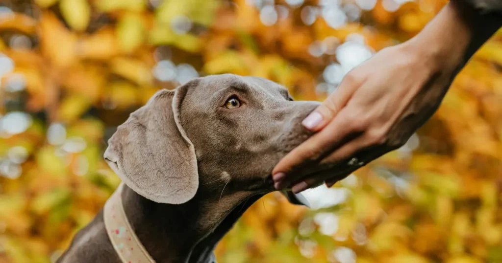 Dogs Can Smell Parkinson’s Disease