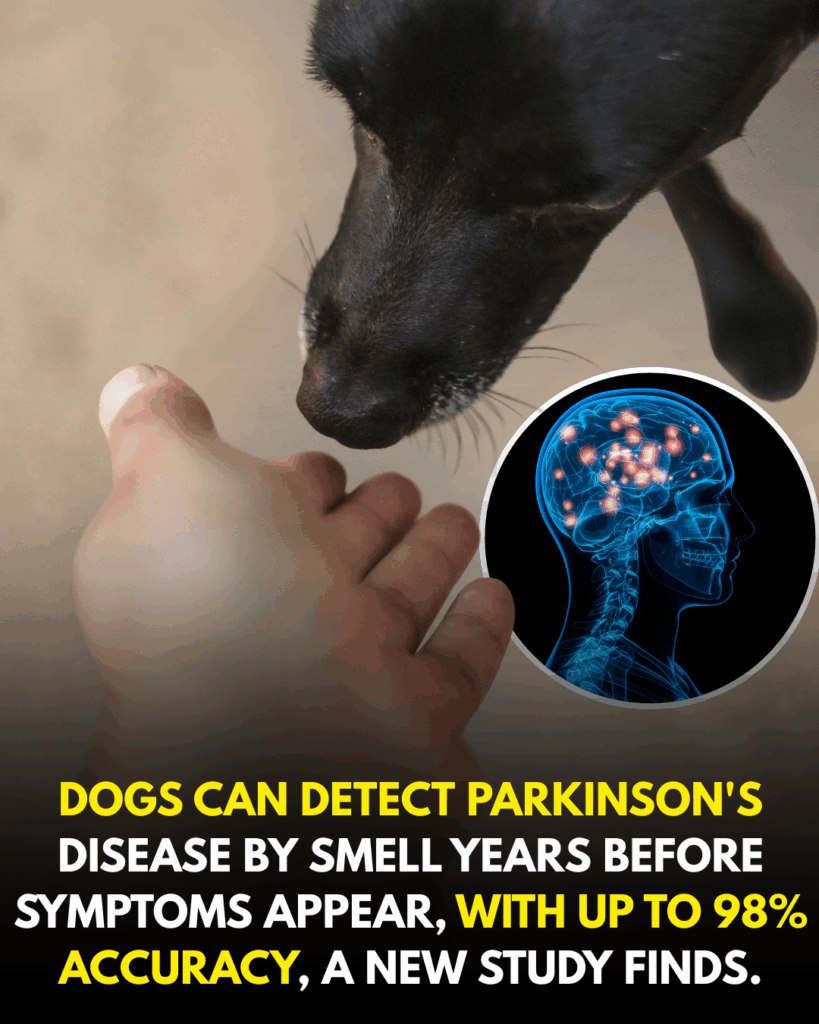 dogs can detect parkinson's disease by smell years before symptoms appear, with up to 98% accuracy, a new study finds. (1)